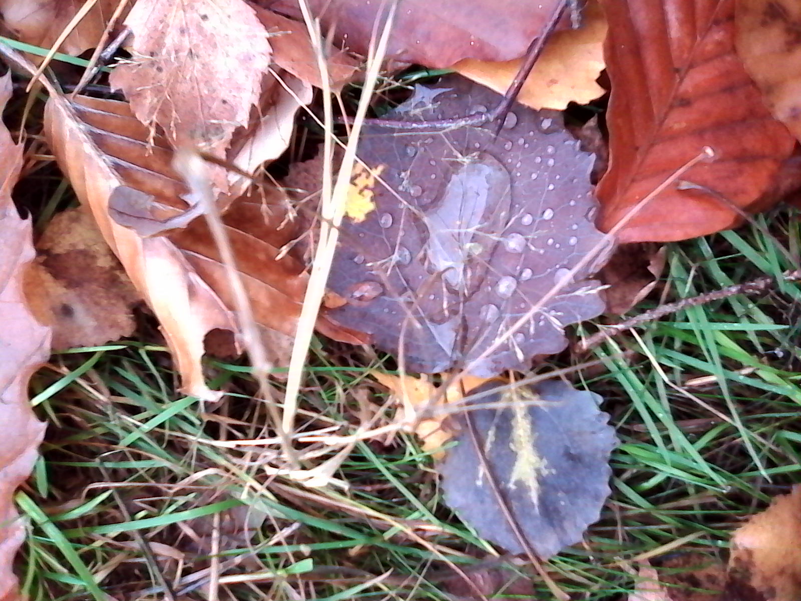 Bunte Herbstblätter